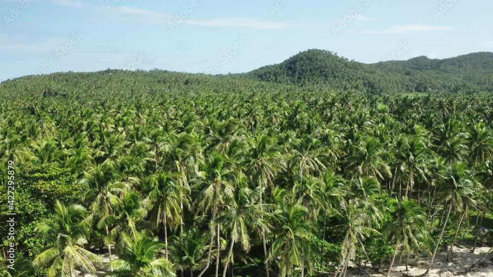 Drone reveal of palm trees, coconut plantation. Area covered with palm trees, unnatural, deforestation, One hill above forest. Drone reveal of palm trees, coconut plantation. Area covered with palm trees, unnatural, deforestation, One hill above forest.