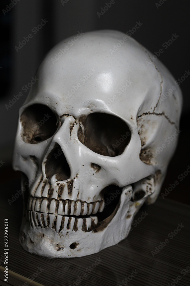 Fototapeta premium Skull skeleton 