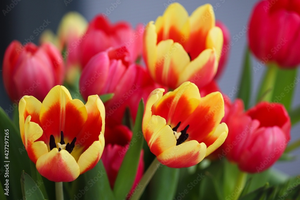 Fototapeta premium bunte Tulpen im Frühling