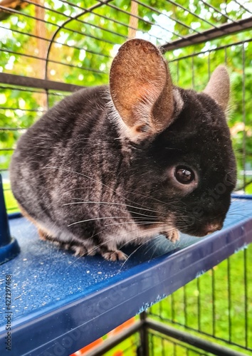 Chinchilla in the garden