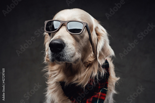 Cool and fashionable dog golden retriever breeds in dark background