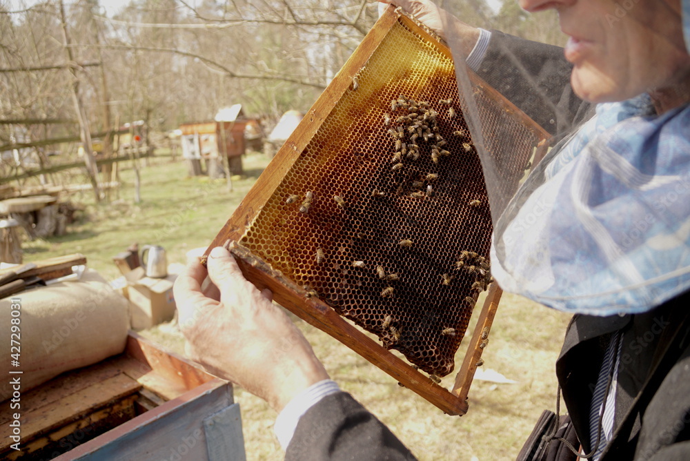 beekeeper holds a frame with bees beekeeper holds a frame with bees