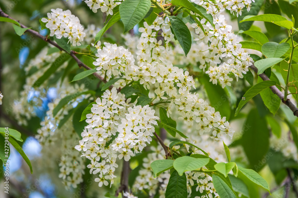 White flowers blooming bird cherry. Close-up of a Flowering Prunus padus Tree with White Little Blossoms White flowers blooming bird cherry. Close-up of a Flowering Prunus padus Tree with White Little Blossoms