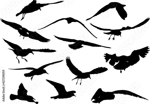 set of thirteen seagull black isolated silhouettes