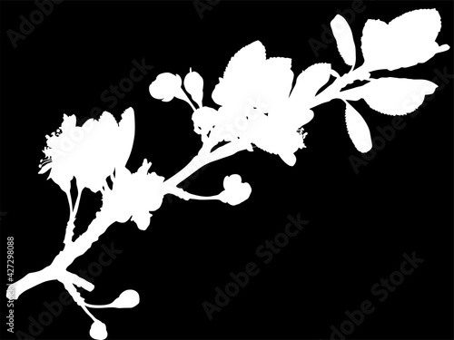 plum tree branch white isolated outline