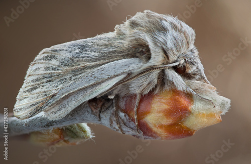 Simyra dentinosa is a moth of the family Noctuidae