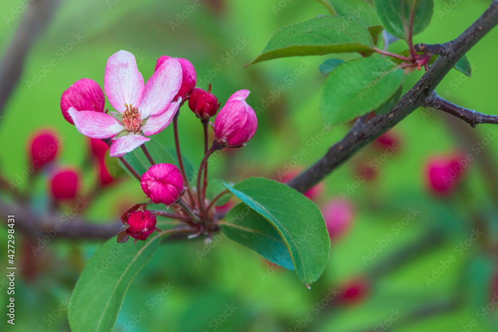 Fresh pink flowers of a blossoming apple tree with blured background Fresh pink flowers of a blossoming apple tree with blured background