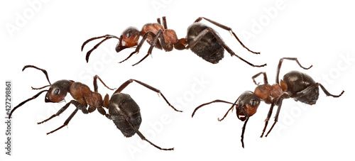 forest large isolated three brown ants © Alexander Potapov