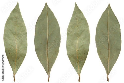 Spices bay leaves isolated on white background. Four bay leaves isolated on white from above.