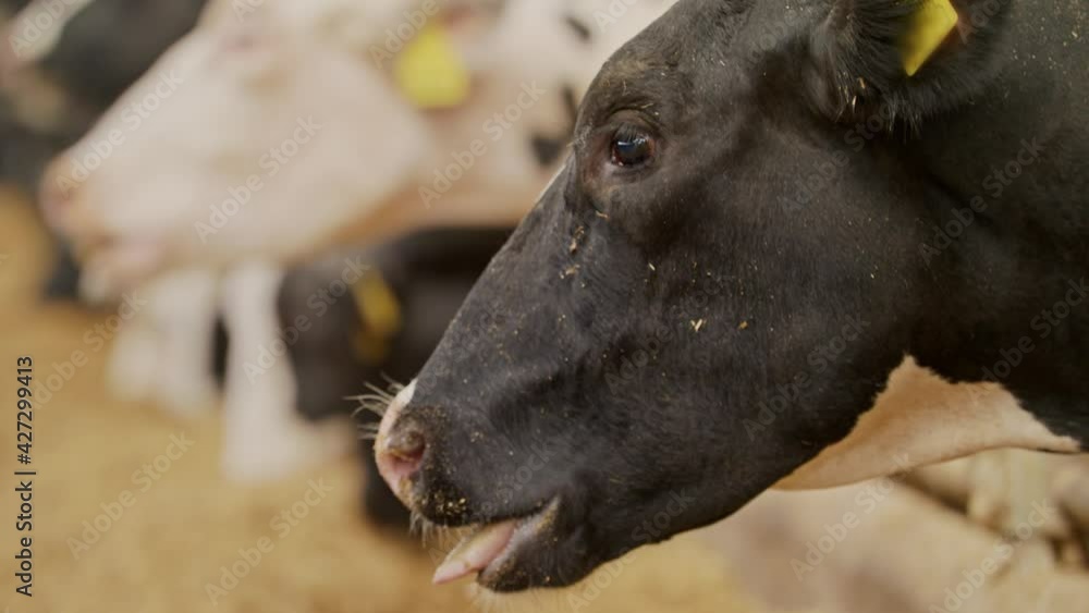 Extreme close-up of black and white milking cows eating hay in a modern farm barn. Cows in cowshed Extreme close-up of black and white milking cows eating hay in a modern farm barn. Cows in cowshed