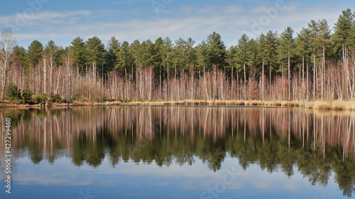 Reflection of trees in a lake at the Kalmthoutse heide in Belgium. Looking like Canada. Blue sky.