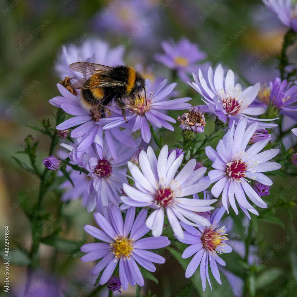 bee on a flower bee on a flower