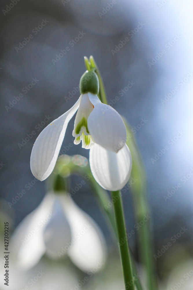 Abstract blurred natural background with white snowdrops flowers and blue sky Abstract blurred natural background with white snowdrops flowers and blue sky