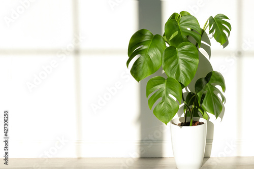 Monstera plant in a white pot on a white isolated background. Monstera deliciosa leaves or Swiss cheese plant in pot, tropical leaf. harsh shadows.