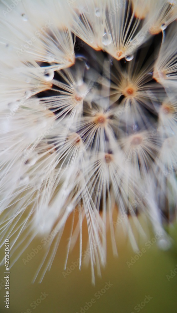 Fototapeta premium macro shooting