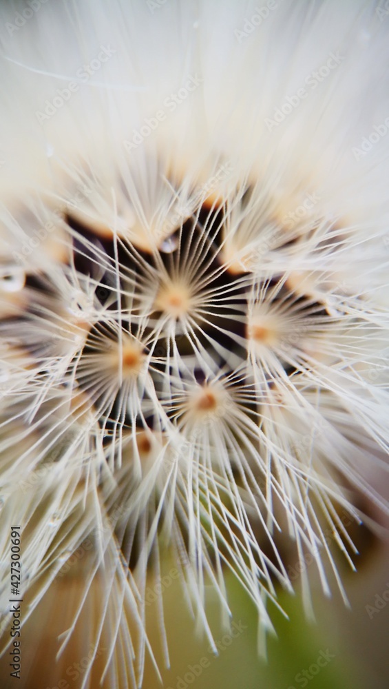 Fototapeta premium macro shooting