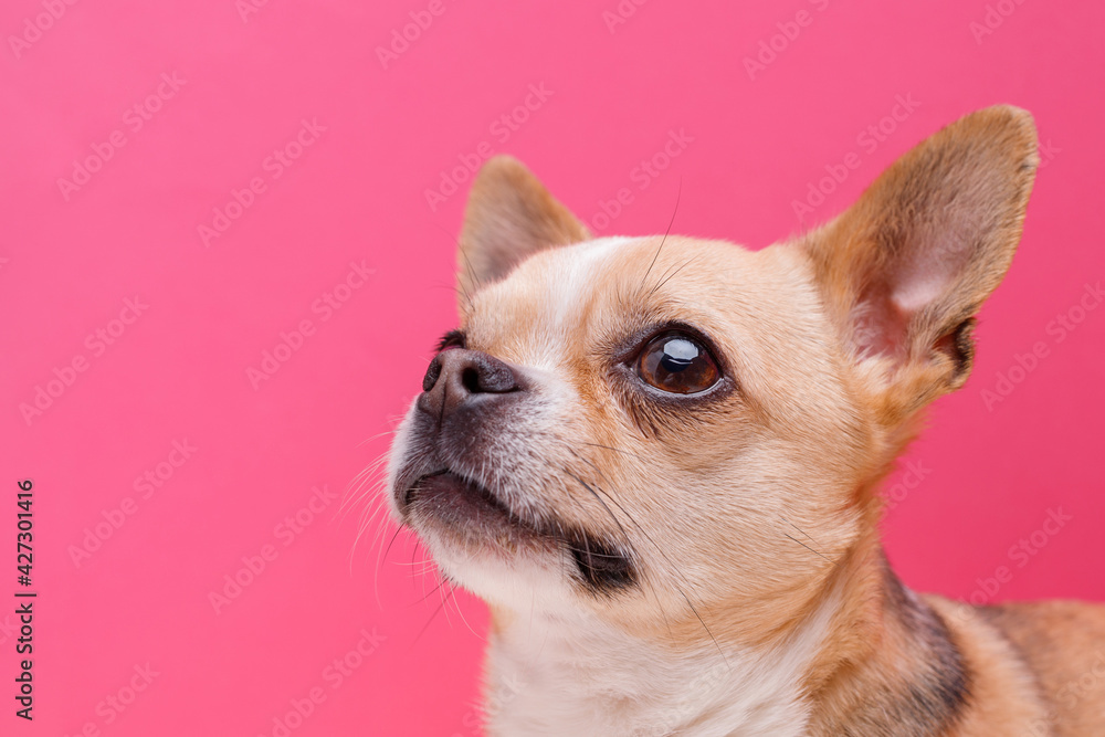 Portraite of cute puppy chihuahua. Little smiling dog on bright trendy pink background. Free space for text.
