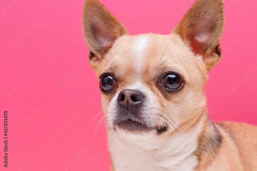 Portraite of cute puppy chihuahua. Little smiling dog on bright trendy pink background. Free space for text.