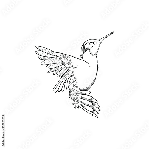Humming bird hand drawn line art. Vector illustration. Coloring page