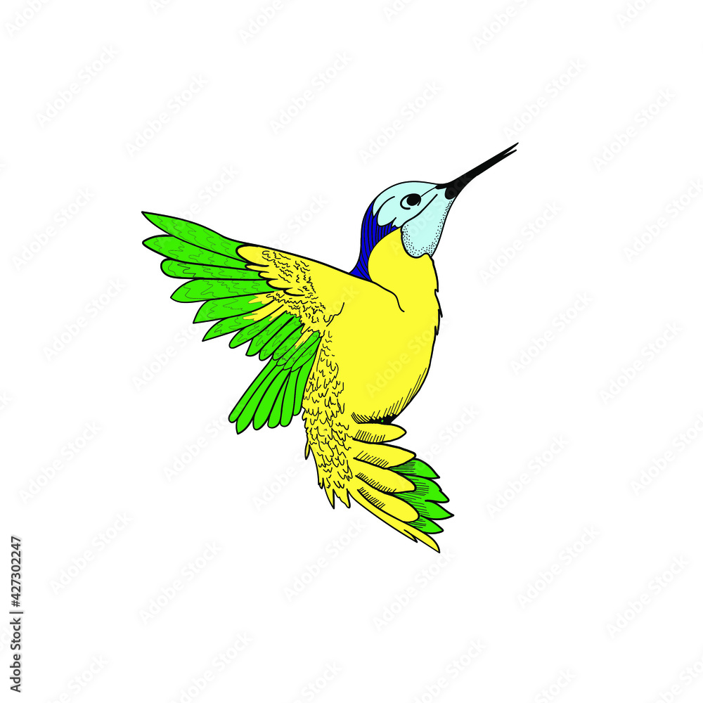 Obraz premium Flying hummingbird, tiny colibri with bright turquoise plumage vector Illustration on a white background. Vector illustration