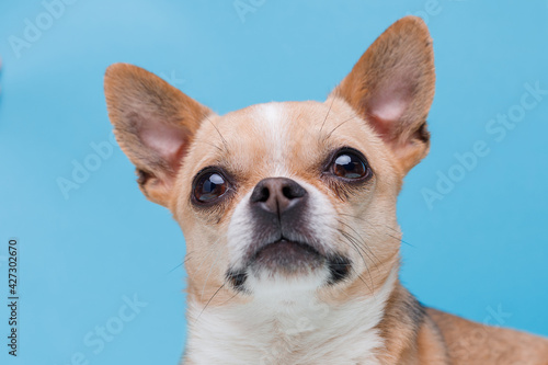 Portraite of cute puppy chihuahua. Little smiling dog on bright trendy blue background. Free space for text. © KDdesignphoto