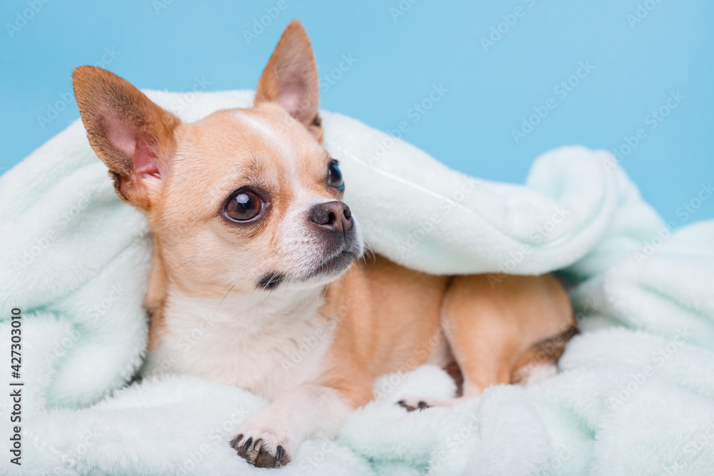Portrait of cute puppy chihuahua lying on blue plaid. Little smiling dog. Portrait of cute puppy chihuahua lying on blue plaid. Little smiling dog.