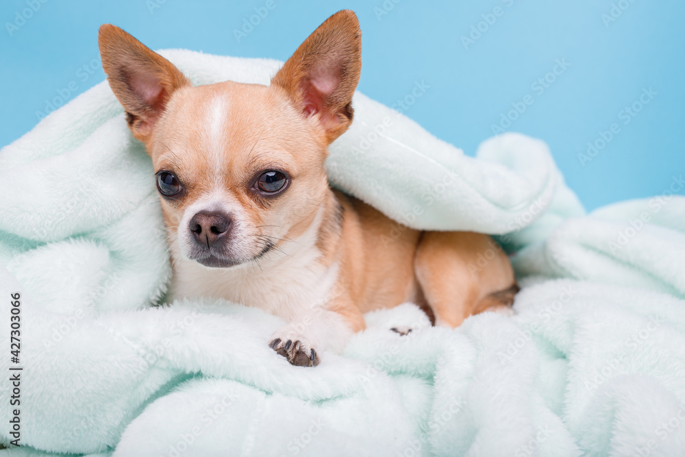 Portrait of cute puppy chihuahua lying on blue plaid. Little smiling dog. Portrait of cute puppy chihuahua lying on blue plaid. Little smiling dog.