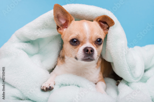 Portrait of cute puppy chihuahua lying on blue plaid. Little smiling dog.