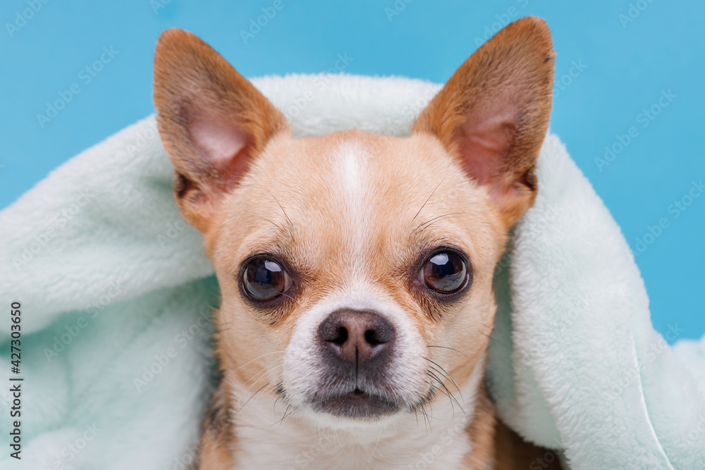 Portrait of cute puppy chihuahua lying on blue plaid. Little smiling dog. Portrait of cute puppy chihuahua lying on blue plaid. Little smiling dog.