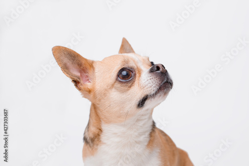 Portrait of cute puppy chihuahua. Little smiling dog on gray background. Free space for text. © KDdesignphoto