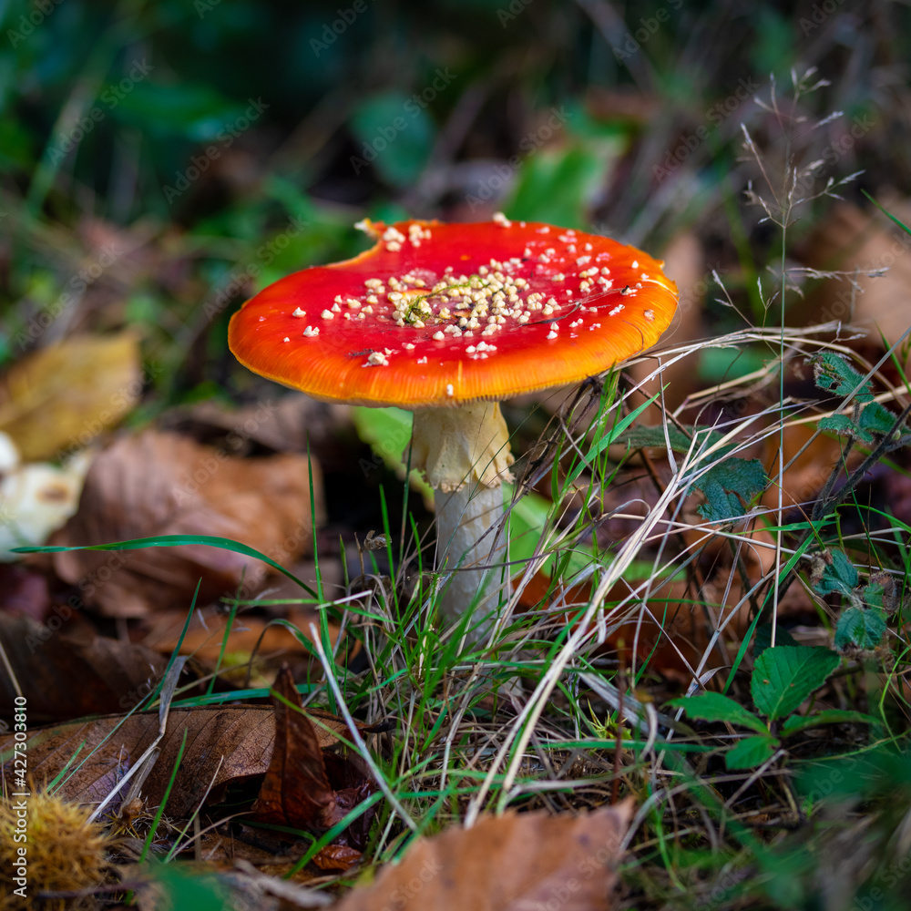 red mushroom in the forest red mushroom in the forest