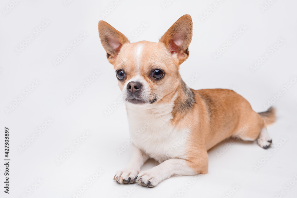 Portrait of cute puppy chihuahua. Little smiling dog on gray background. Free space for text. Portrait of cute puppy chihuahua. Little smiling dog on gray background. Free space for text.