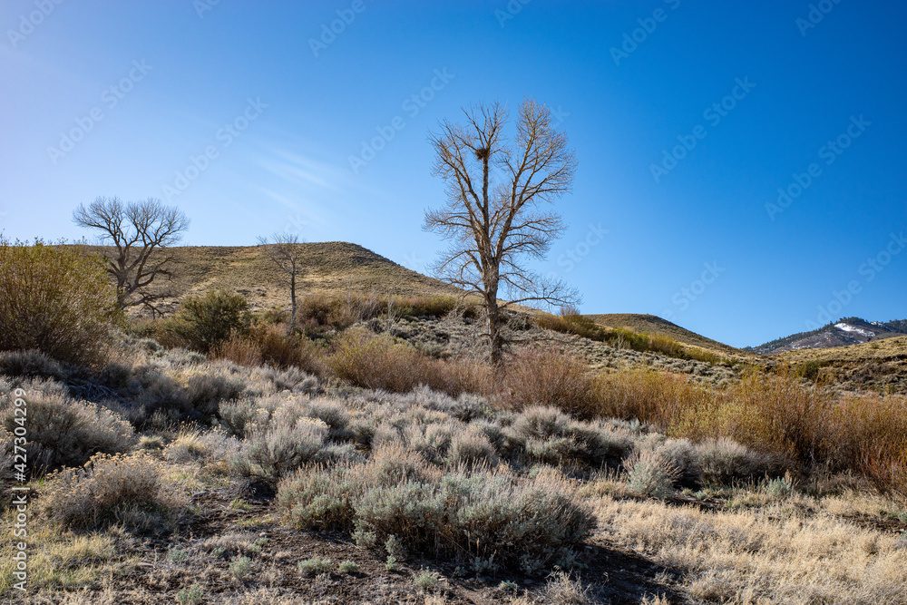 Barren tree with a large birds nest in the arid Nevada desert near Reno. Barren tree with a large birds nest in the arid Nevada desert near Reno.