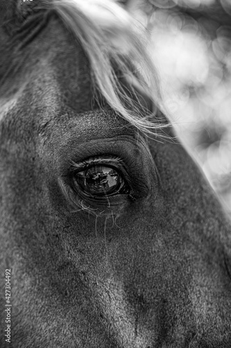 Horse's eye © Roberto