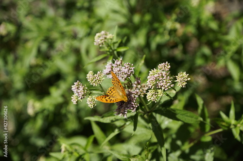 Schmetterling sitzt auf Schafgabe photo