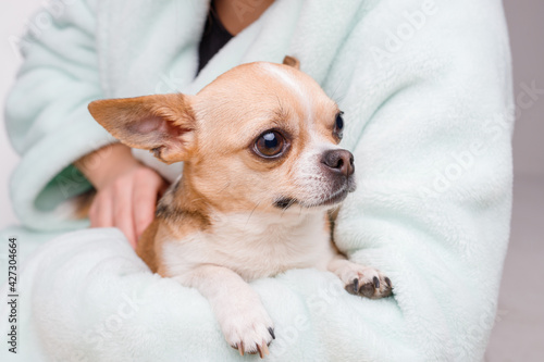 Woman holding and hug her lovely little smiling dog. Friend of human. Portraite of cute puppy chihuahua.