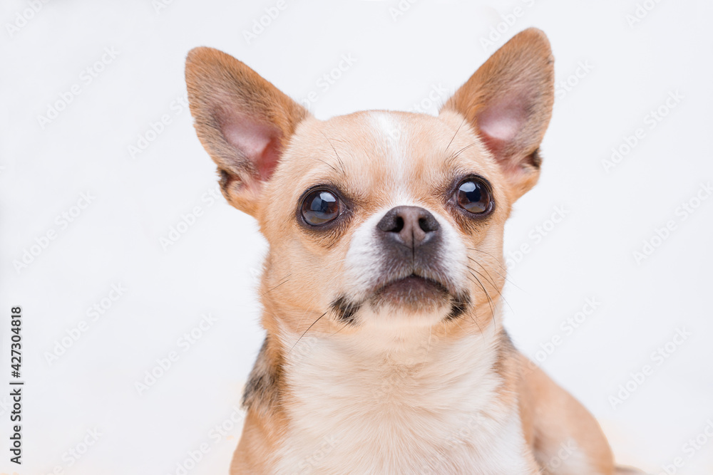 Portrait of cute puppy chihuahua. Little smiling dog on gray background. Free space for text. Portrait of cute puppy chihuahua. Little smiling dog on gray background. Free space for text.