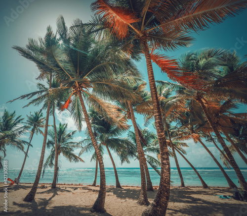 Palm trees in beautiful Bois Jolan beach in Guadeloupe
