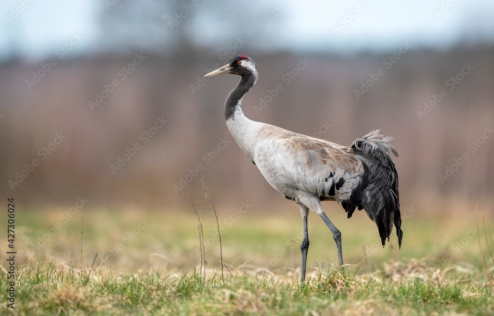 Obraz premium Common crane bird close up ( Grus grus )
