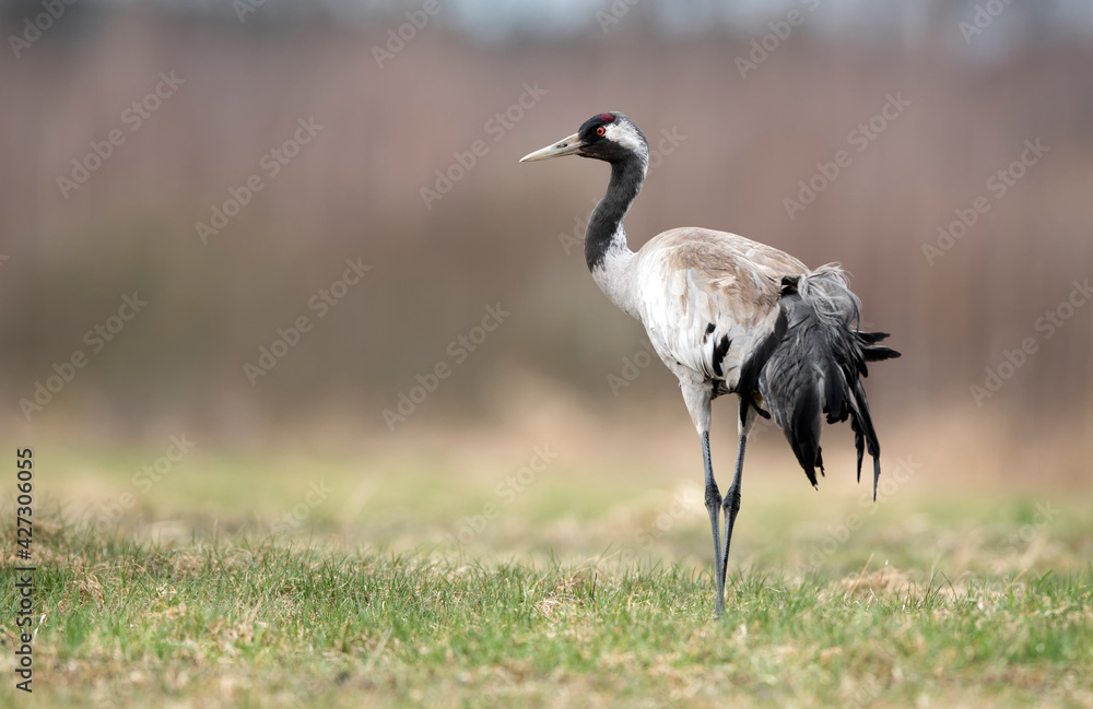 Obraz premium Common crane bird close up ( Grus grus )
