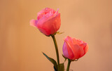 TWO PINK ROSES