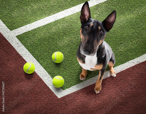 tennis player dog © Javier brosch