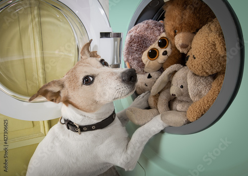 dog housework chores