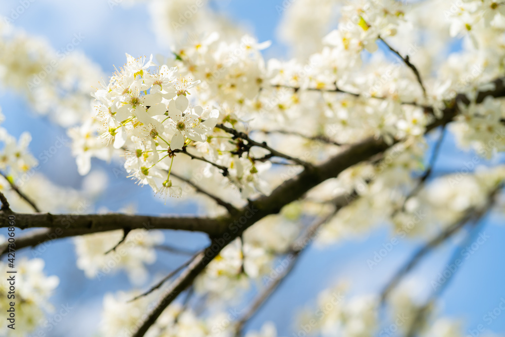 Close-up of beautiful white blossom tree branches in shallow depth of field against the clear blue sky during a sunny spring day. Close-up of beautiful white blossom tree branches in shallow depth of field against the clear blue sky during a sunny spring day.