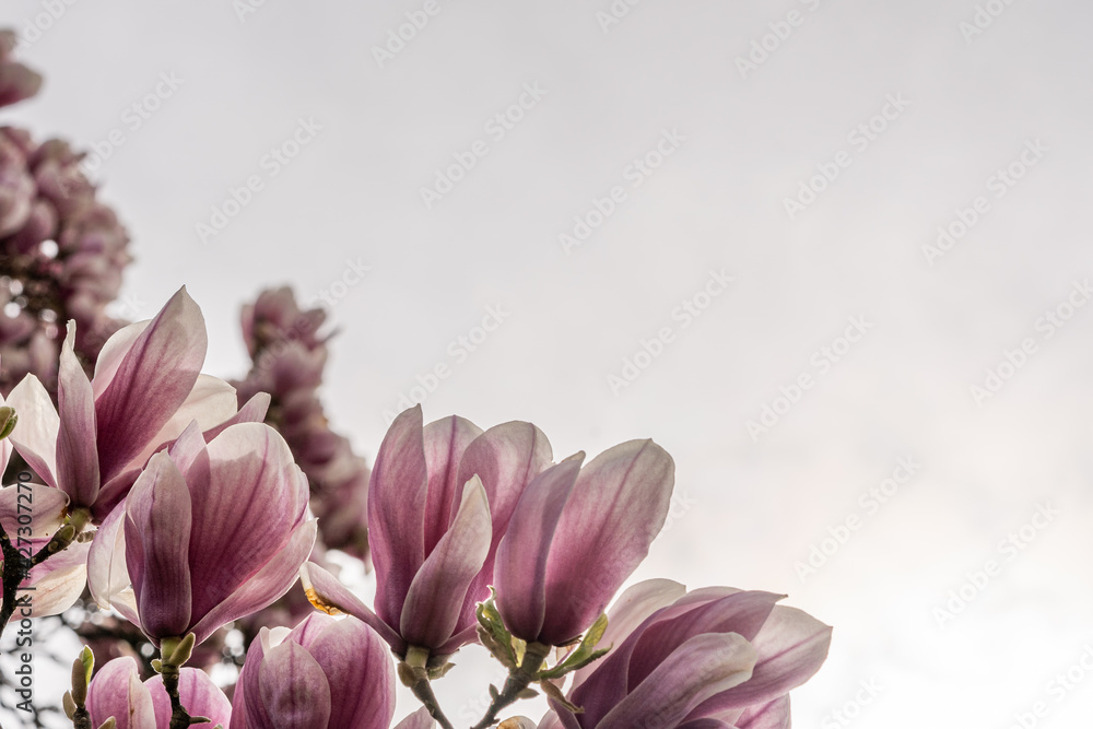 Obraz premium Close up of vibrant Magnolia blossom with white sky as background. Place for text.