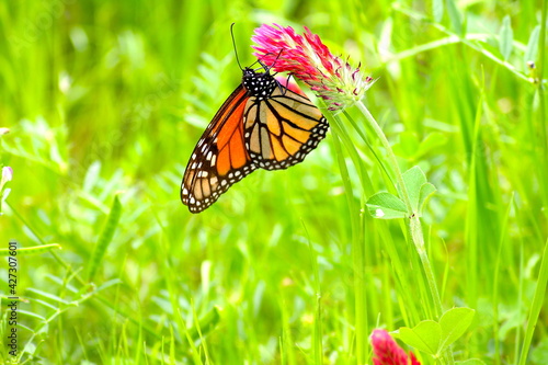 Monarch Butterfly on a Red Flower