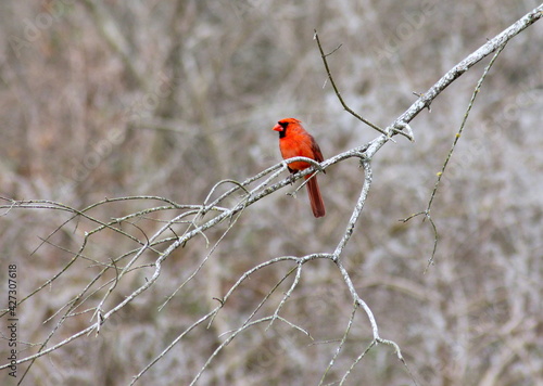 Northern Cardinal on a Tree Branch