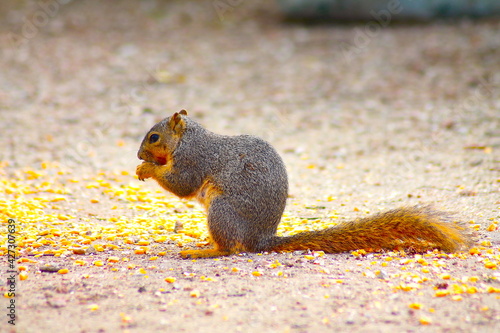 Squirrel Eating Corn