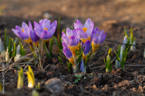 Lilac crocuses in the spring in the light of the evening sun on fresh soil in the spring