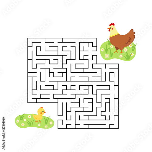 Farm maze game chicken find hen in labyrinth isolated on white background. Cartoon quiz with birds for kids education. Help chick find right path to mother hen in labyrinth. Vector flat illustration.